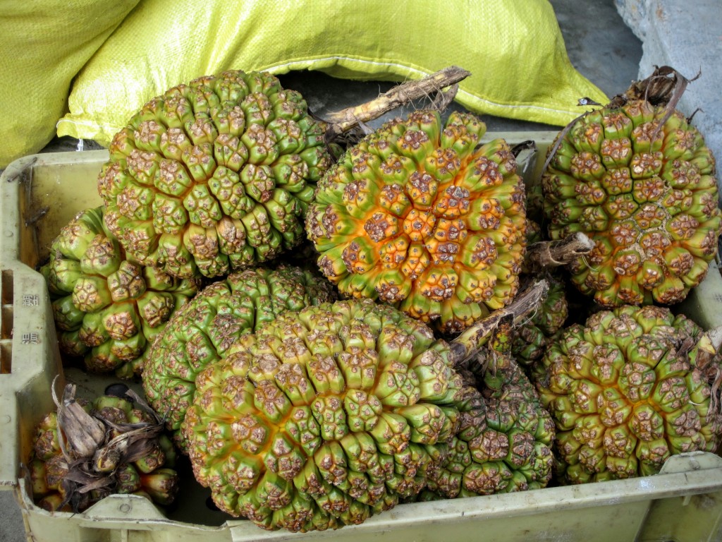 Thứ quả lạ hoắc ở đảo Cổ Tô, người dân gọi là dứa biển (trông cũng giống quả dứa). Quả này chỉ để làm thuốc, ngâm rượu, không dùng để ăn vì chắc ko có vị gì!