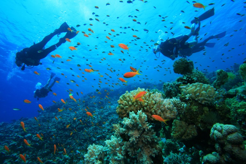 Have you ever dived?