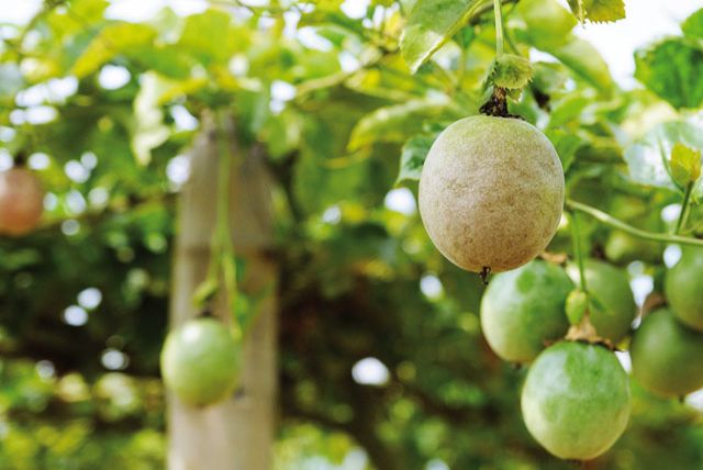 RoyalFruitGarden_04
