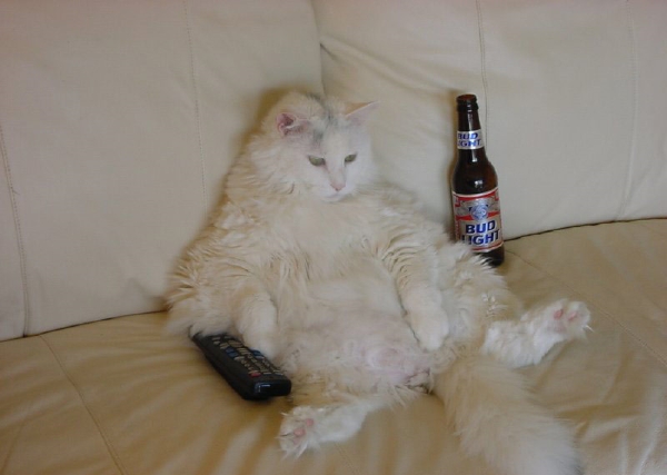 Do you often have lazy days?