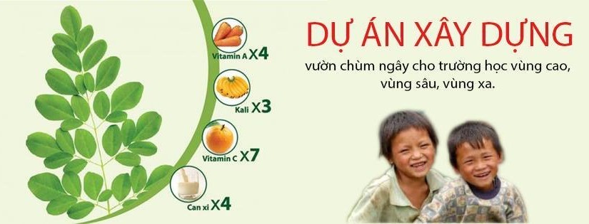 Dự án trồng cây chùm ngây Tony Moringa và cách ủng hộ